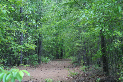 green forest